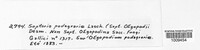 Mycosphaerella podagrariae image